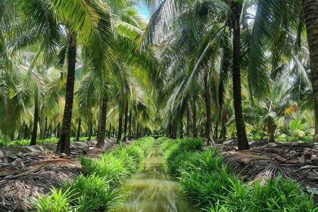 Coconut Plantation