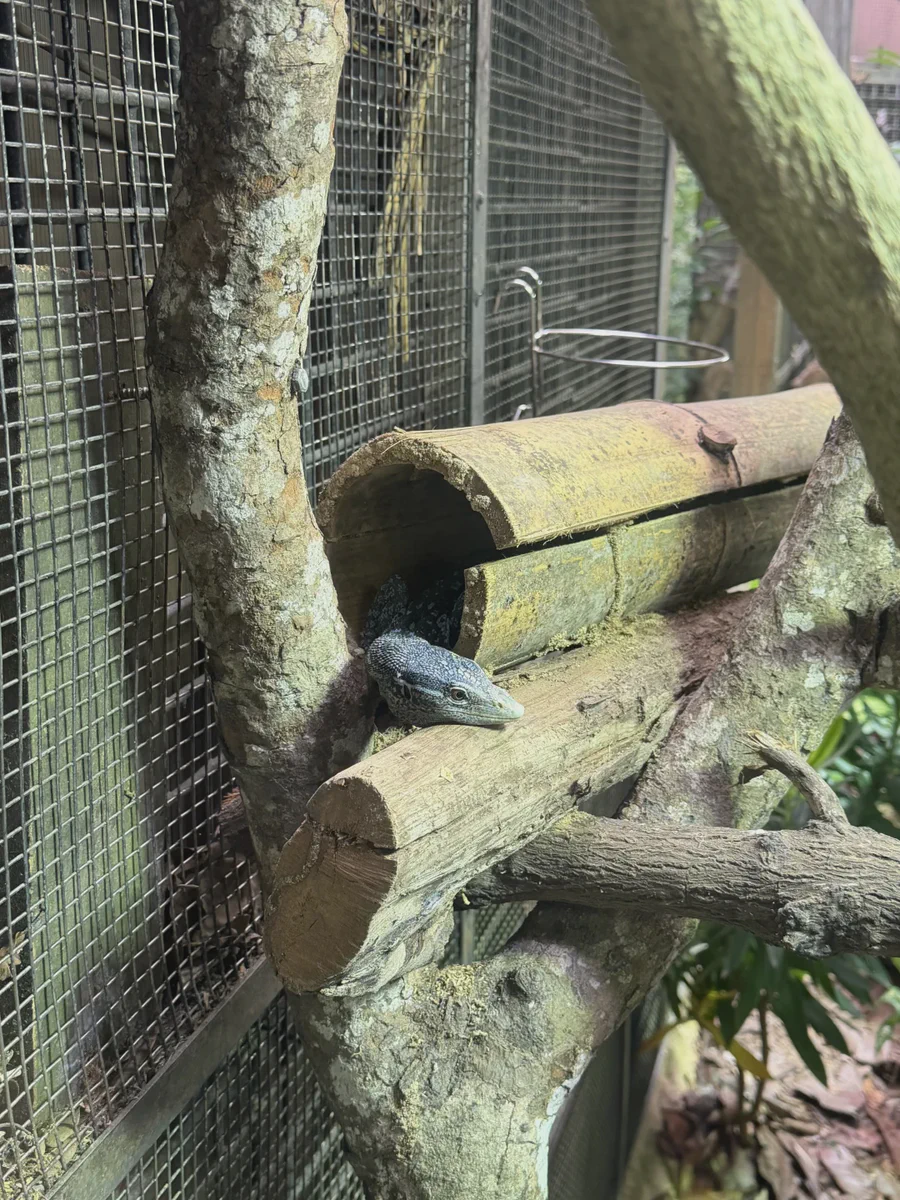 Monitor lizard at Singapore Zoo