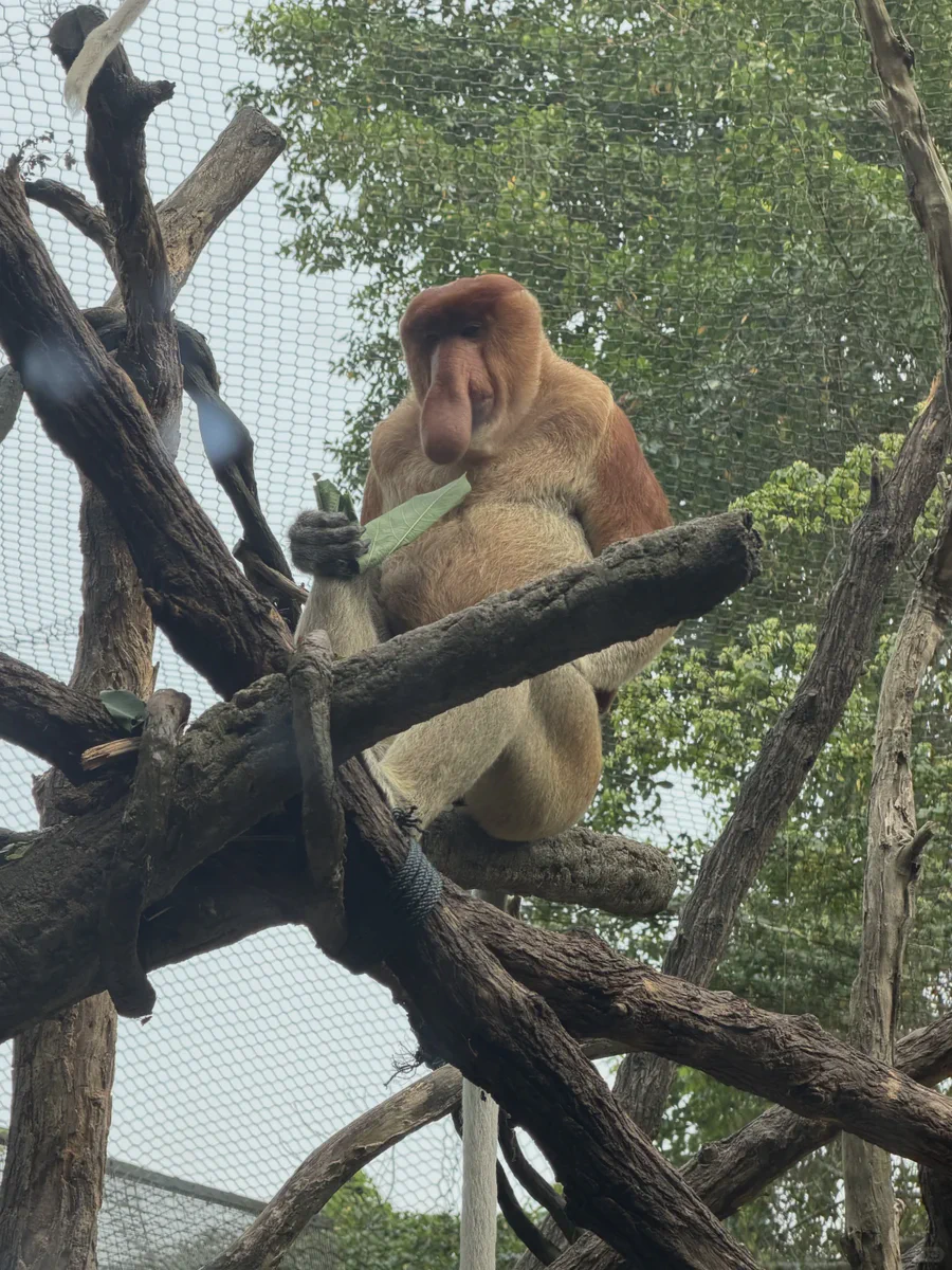 Proboscis monkey at Singapore Zoo