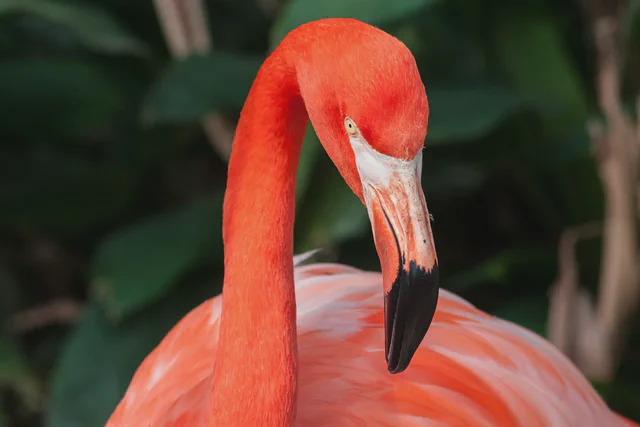 American flamingo representing Bird Paradise Singapore