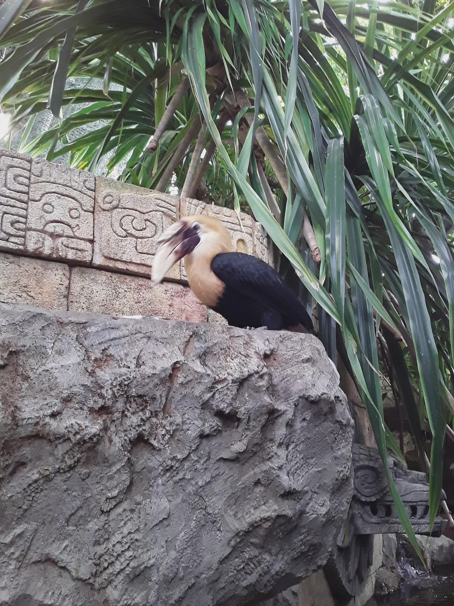 Hornbill