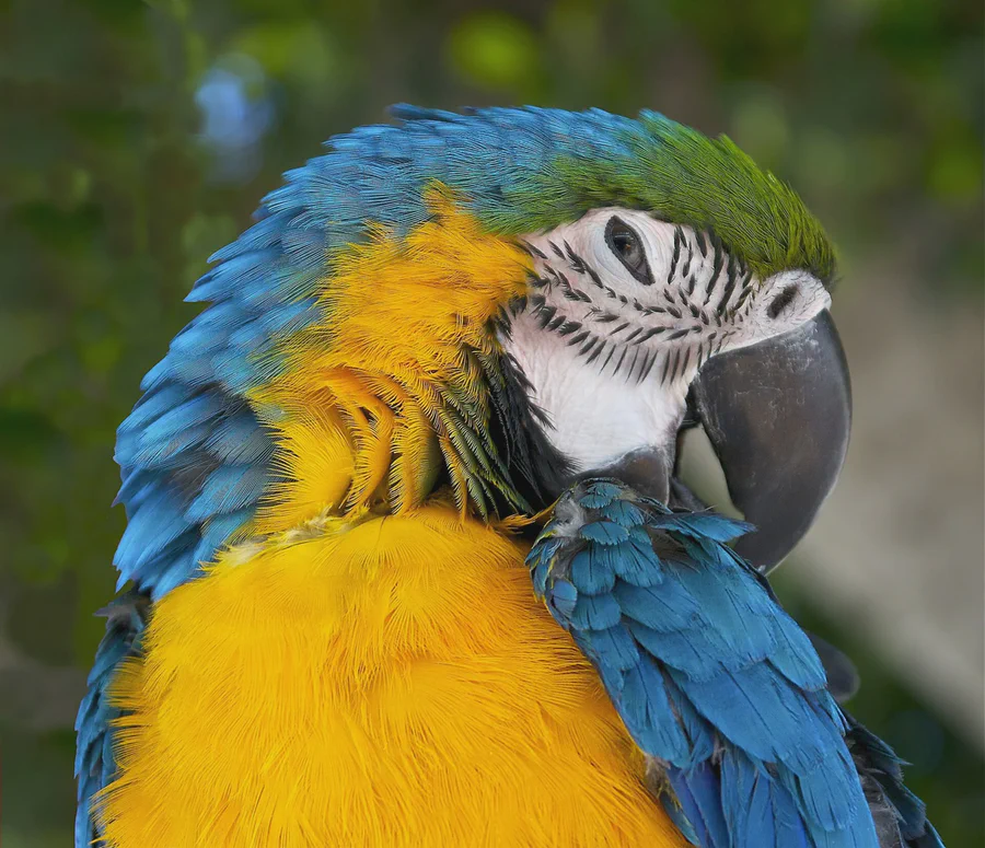 Blue-and-yellow macaw