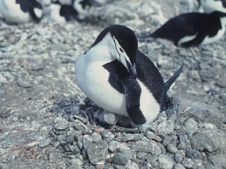 Penguin