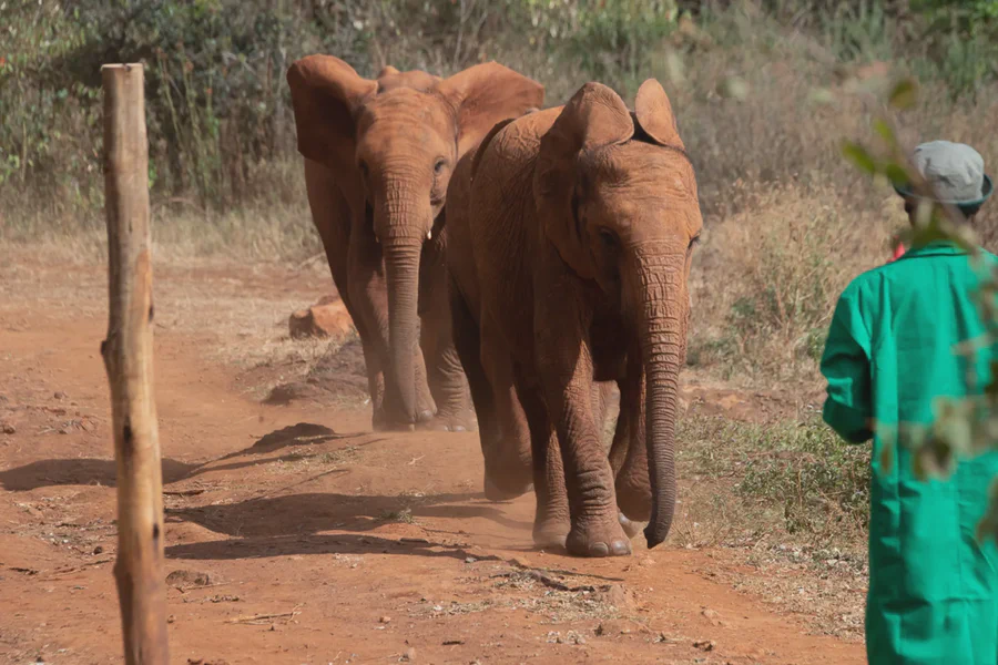 Elephants walking together