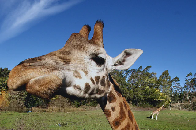 Giraffe representing the wildlife experiences across Mandai