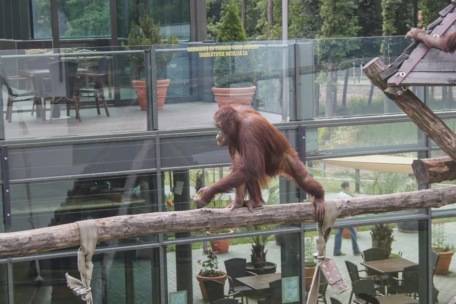 Orangutan in a zoo habitat
