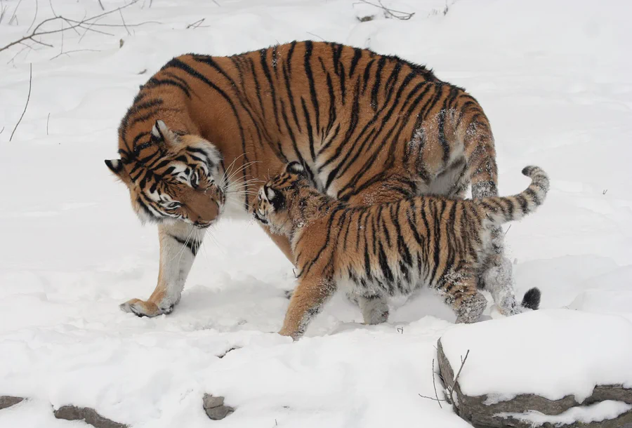Tiger walking through snow