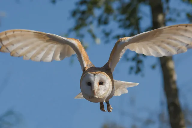 Barn owl in flight at night