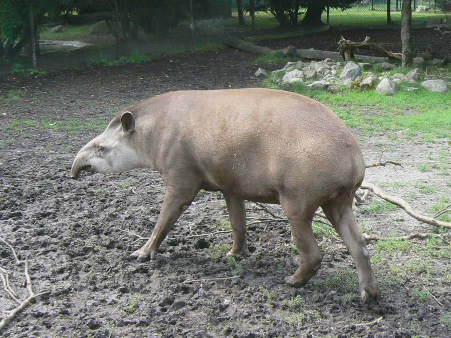 Malayan tapir