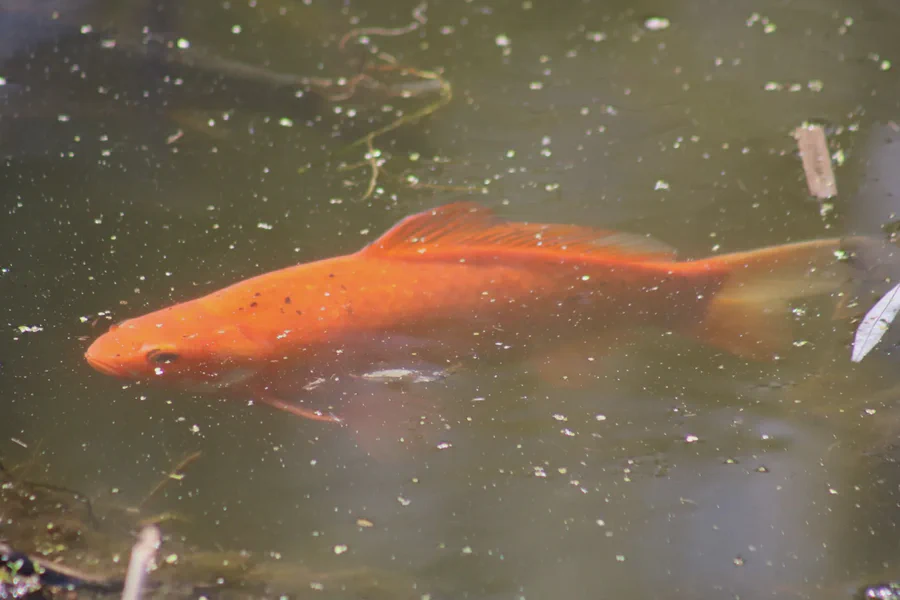 Freshwater fish