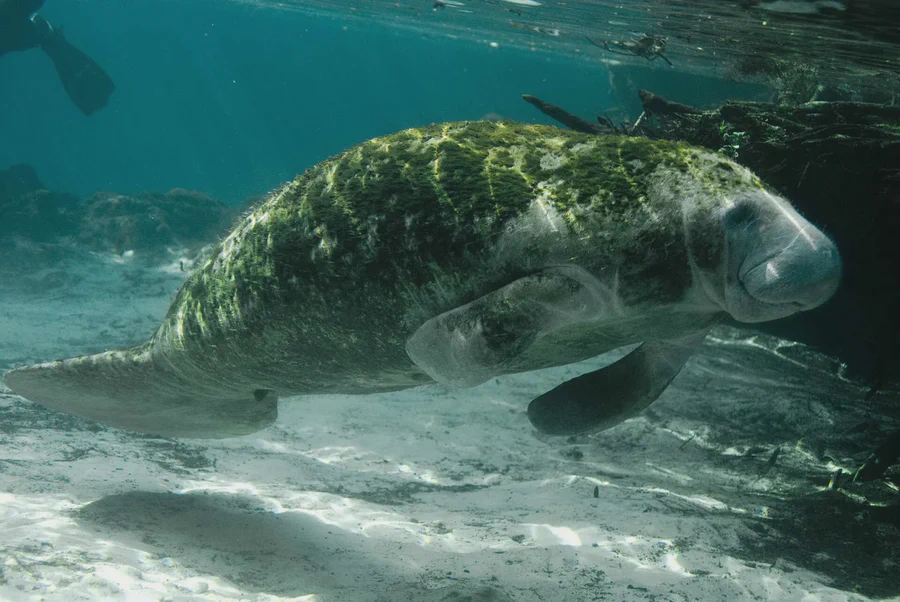 Manatee swimming underwater