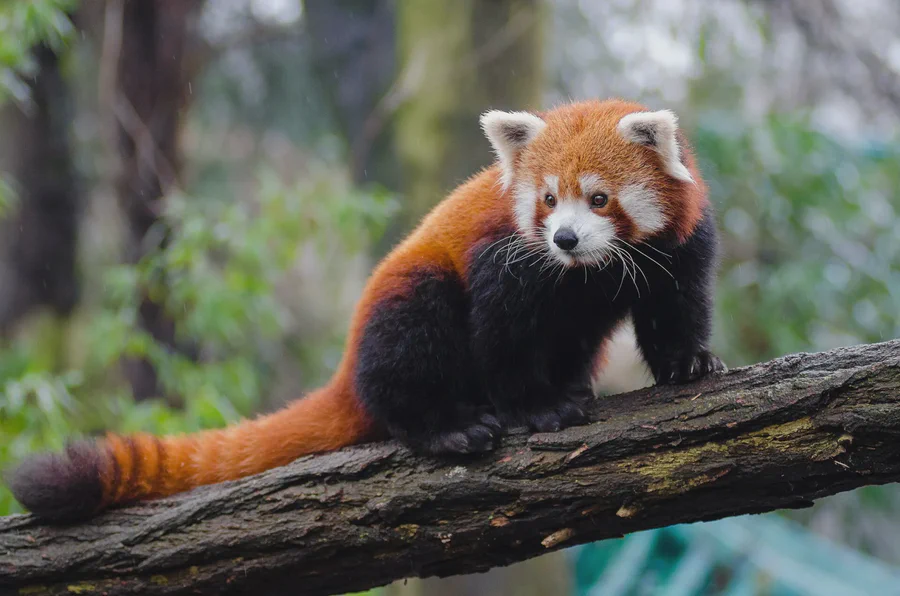 Red panda on a tree trunk
