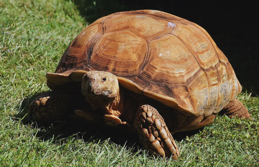 Giant tortoise