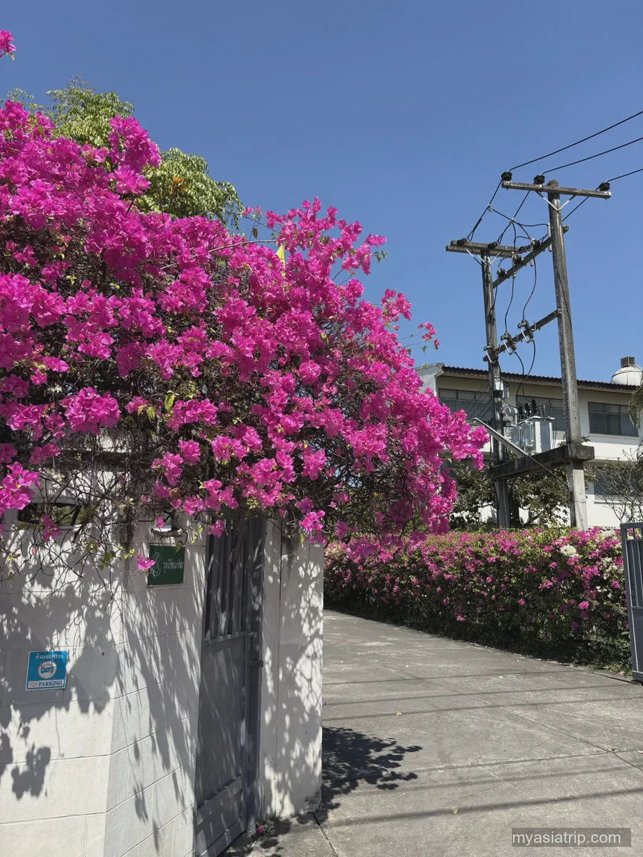 Bougainvillea and shaded street inside Chiang Mai Old City