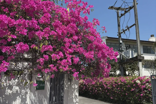Quiet Chiang Mai lane bordered by a white wall and bright bougainvillea
