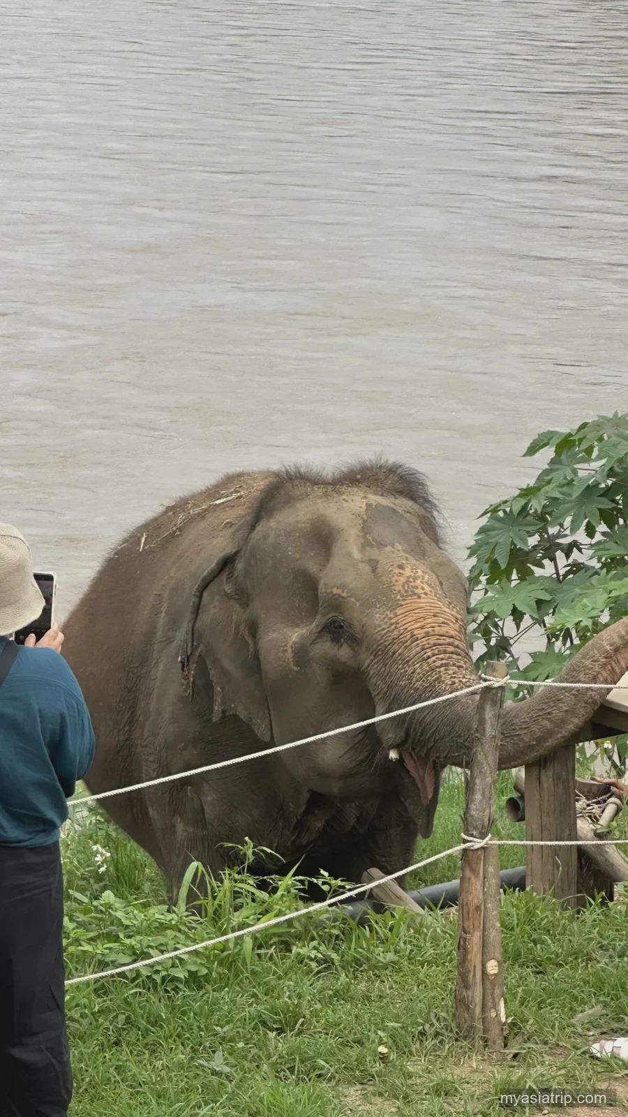 Elephant standing behind a low visitor barrier near Chiang Mai
