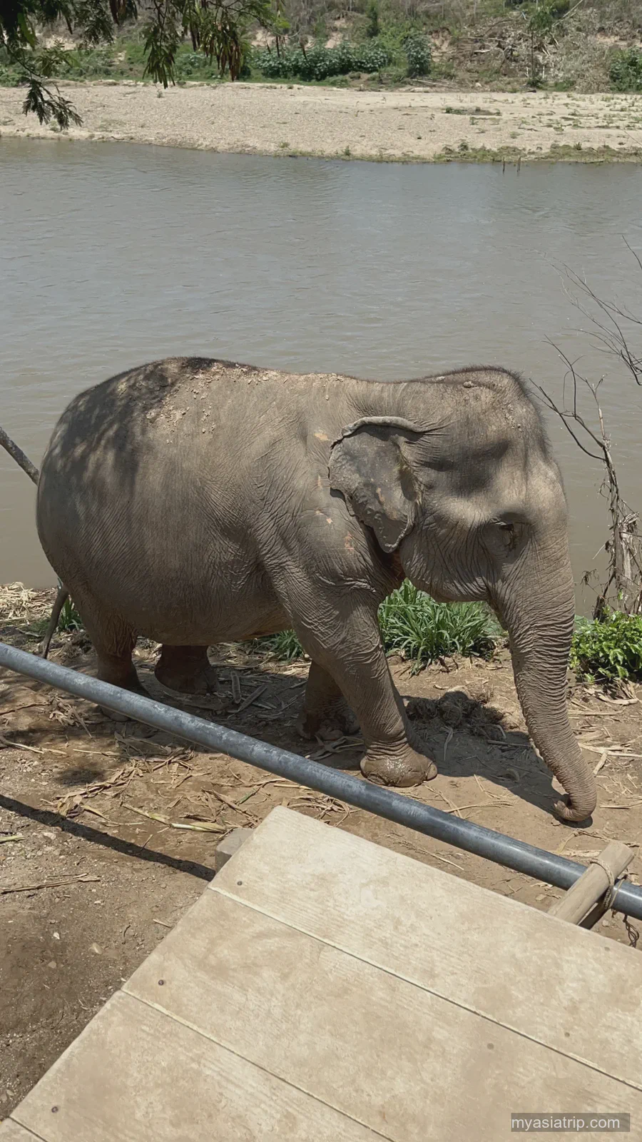 Elephant beside a water channel viewed from above