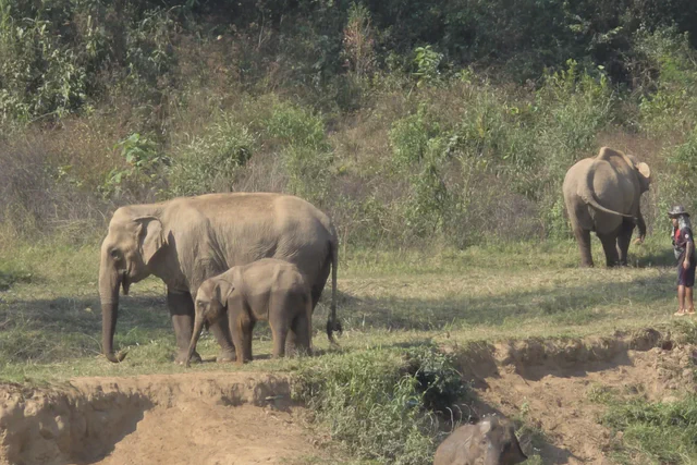 Elephants moving across open ground at a distance near Chiang Mai