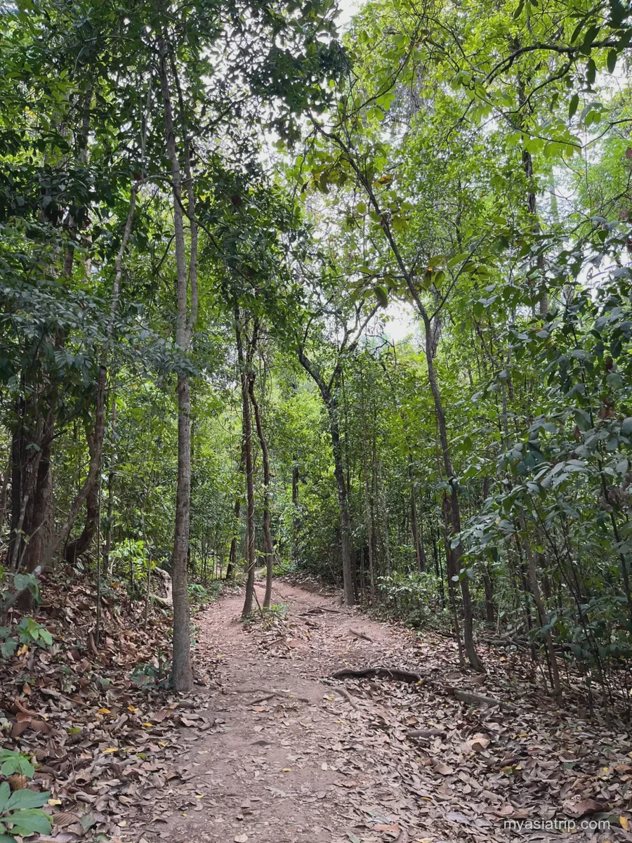 Leaf-covered dirt trail through dense forest near Chiang Mai