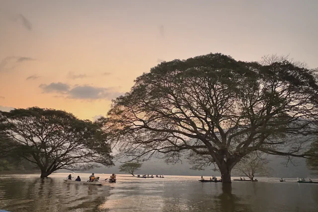 Large rain tree reflected in Huay Tung Tao lake at sunset near Chiang Mai