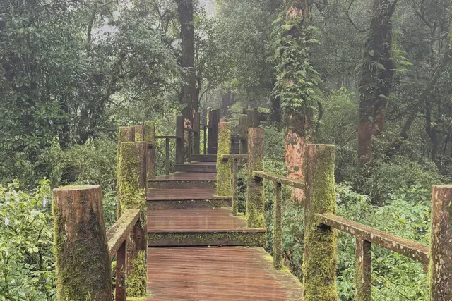 Wooden footbridge crossing green countryside near Chiang Mai