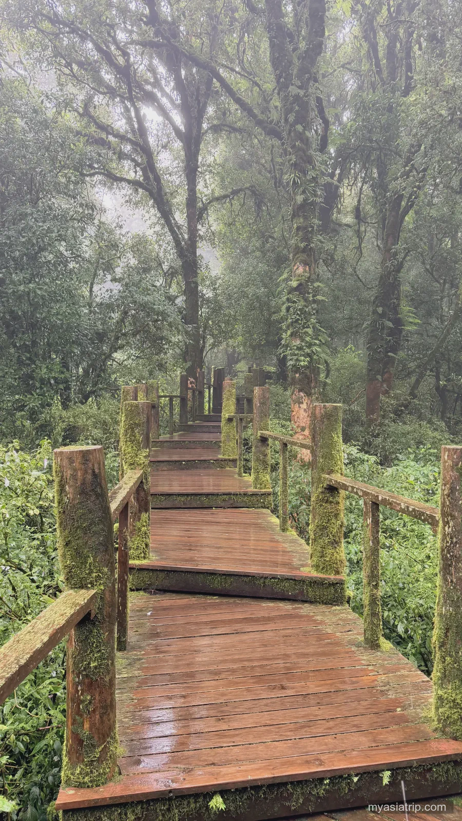 Wet moss-lined boardwalk through cloud forest near Doi Inthanon