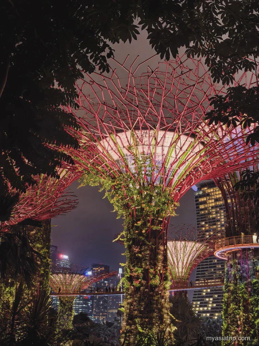 Illuminated Supertree and surrounding foliage at Gardens by the Bay