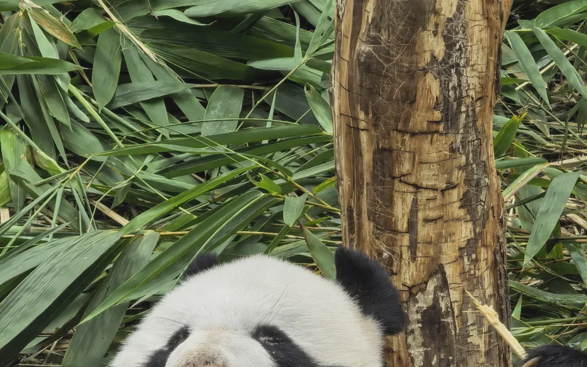 Singapore Family Itinerary: 5-Day Plan with Kids