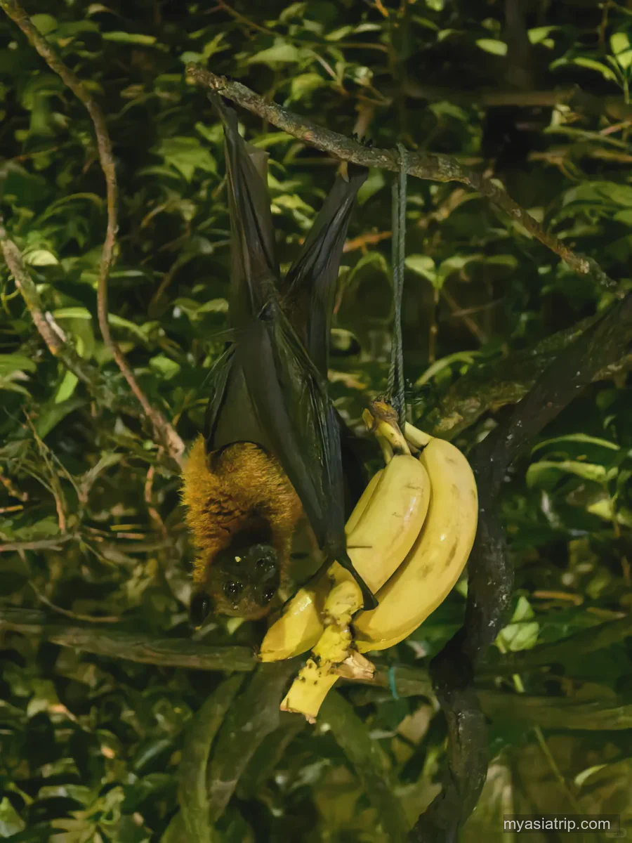 Flying fox resting upside down