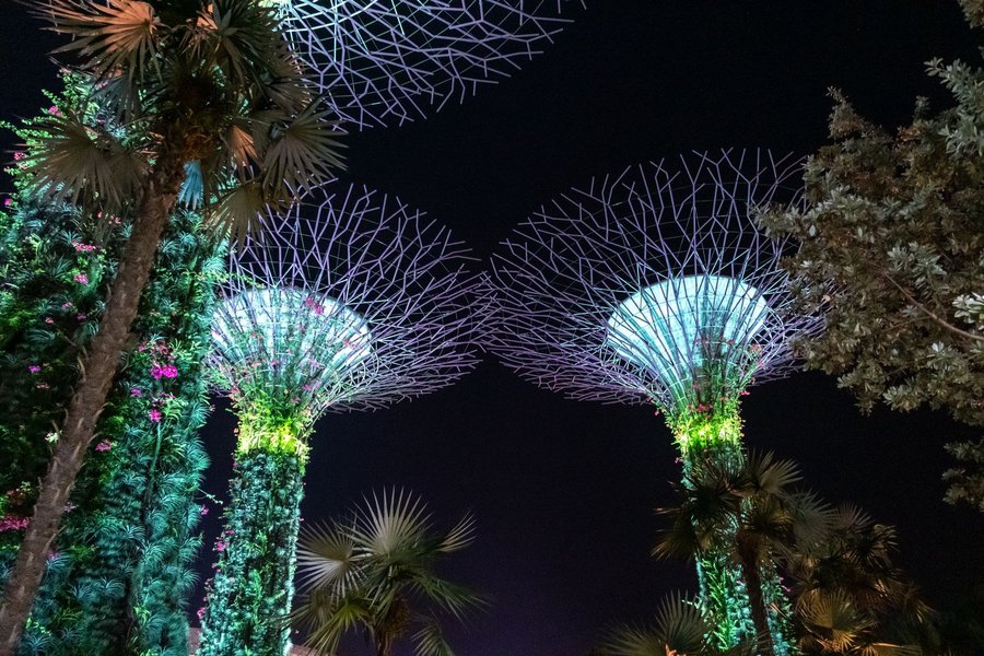 Supertrees illuminated against the night sky at Gardens by the Bay