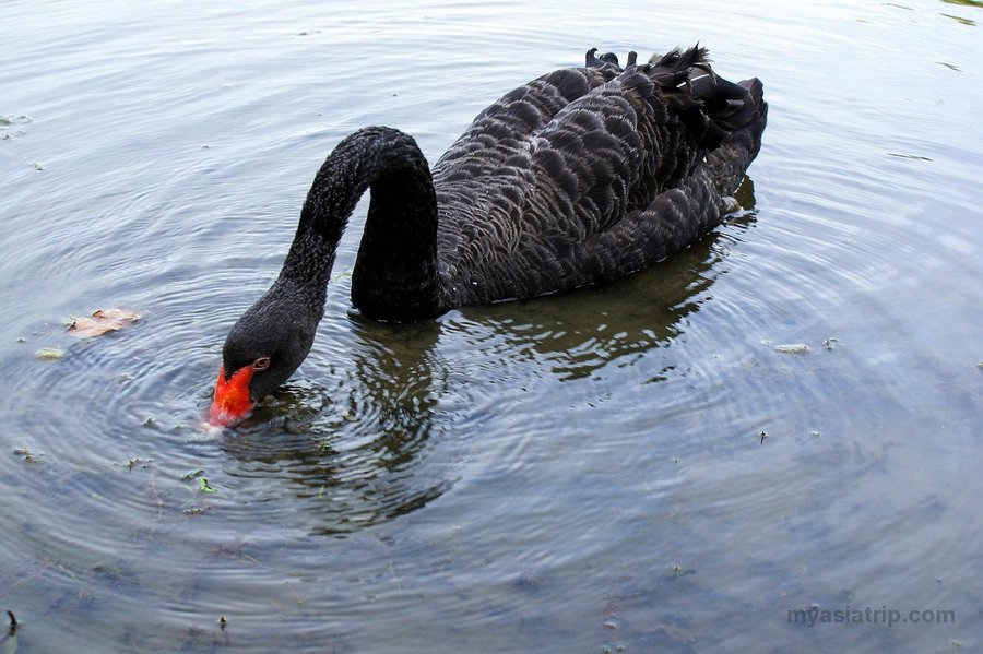 Black swan swimming in a pond at Singapore Botanic Gardens
