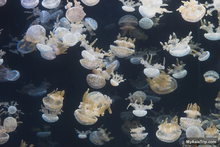 Jellyfish display in the former S.E.A. Aquarium