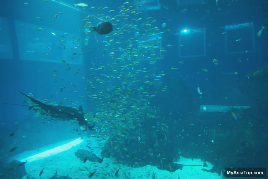 Ray and schooling fish in a large tank at the former S.E.A. Aquarium