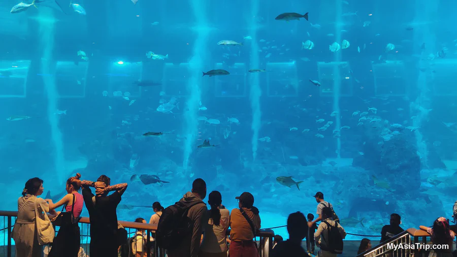 Visitors watching a large marine habitat at the former S.E.A. Aquarium