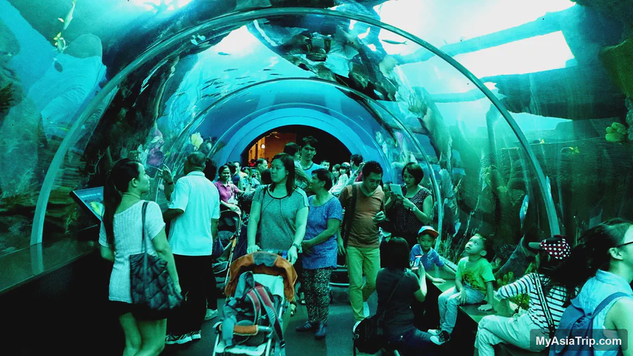 Underwater shark tunnel in the former S.E.A. Aquarium
